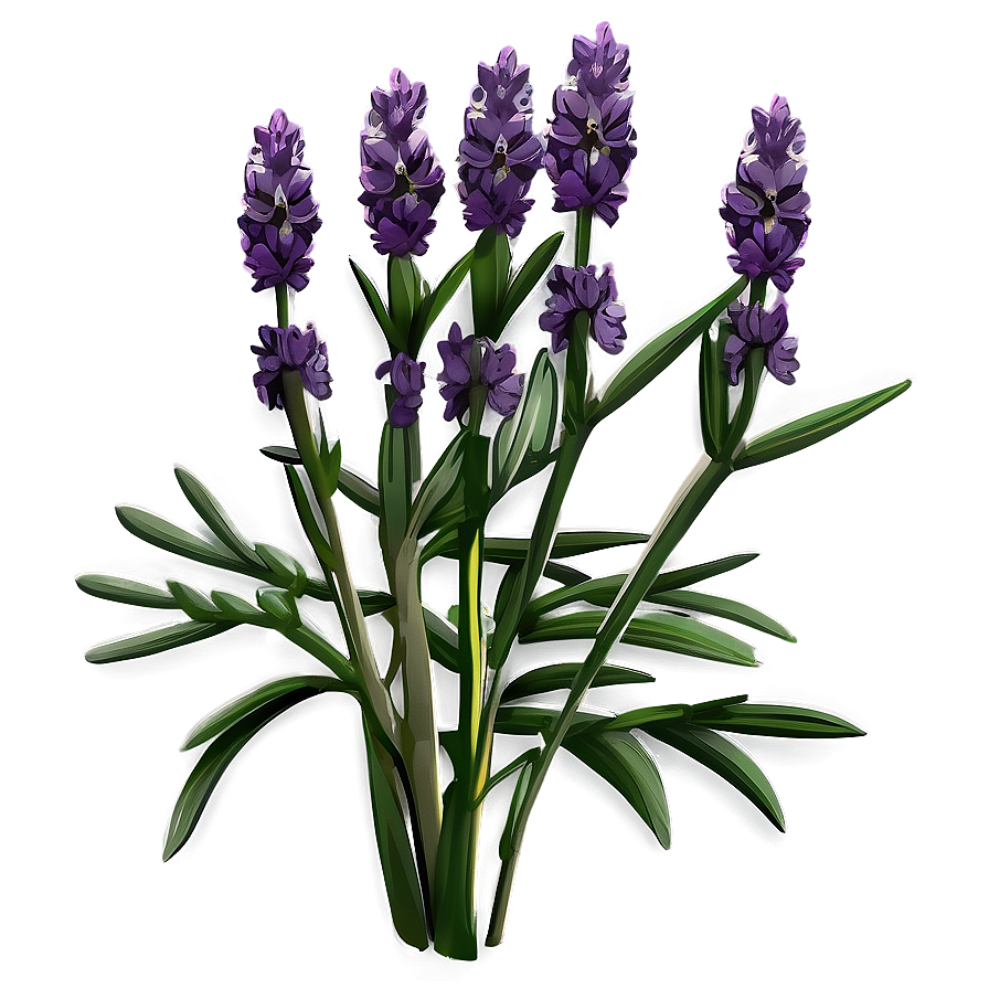 Organic Lavender Plant Png 06132024