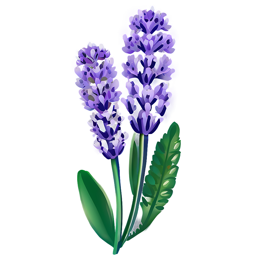 Organic Lavender Plant Png Mjw68