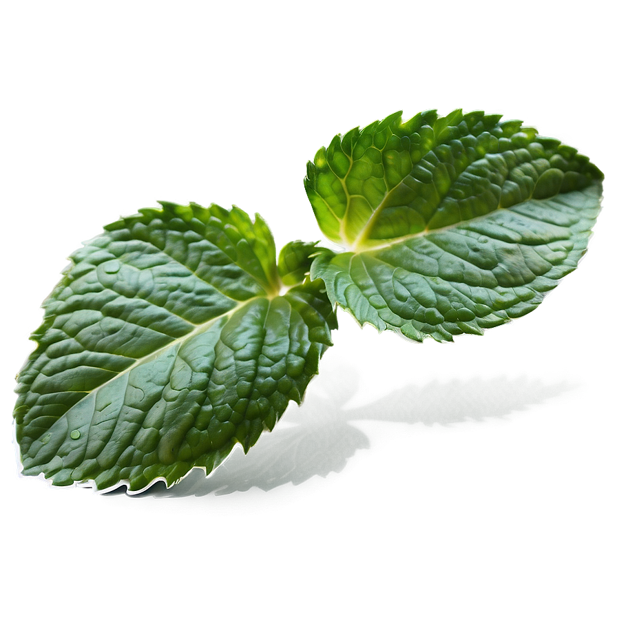 Organic Mint Leaves Png Cwq