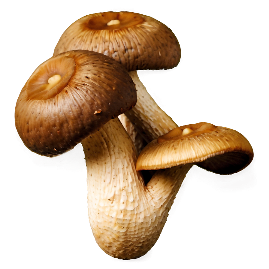 Organic Shiitake Mushroom Png Uge