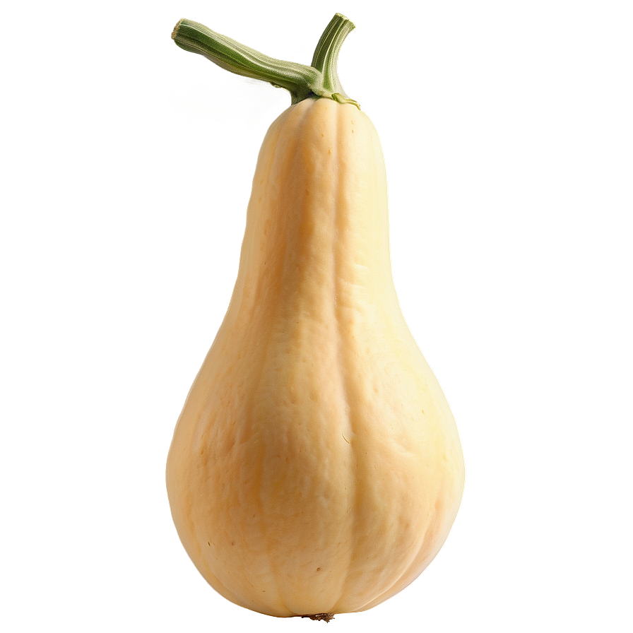 Organic Squash PNG 06122024 PNG with transparent background