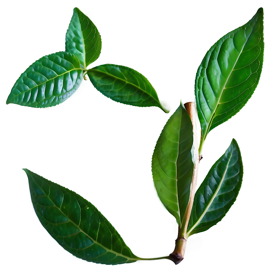 Organic Tea Leaf Png 71