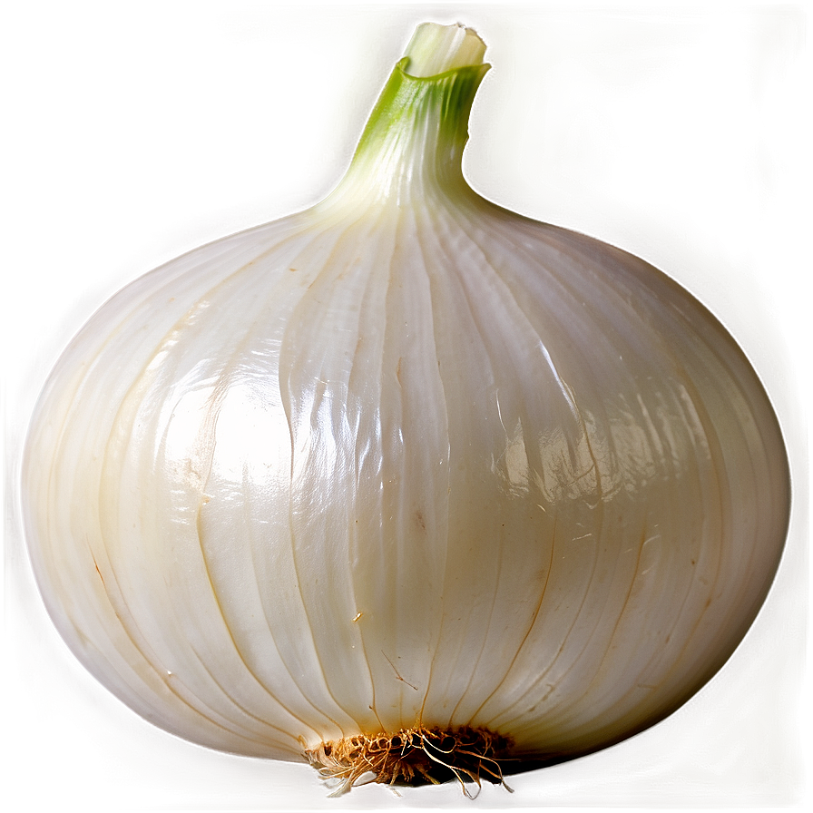 Organic White Onion PNG 16 PNG with transparent background