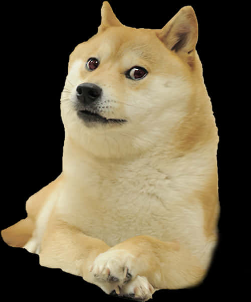 Original Doge Meme Shiba Inu PNG with transparent background