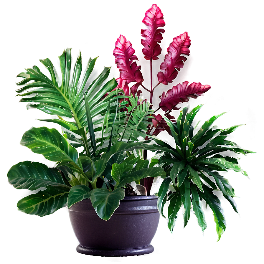 Ornamental Plants Png Paf59