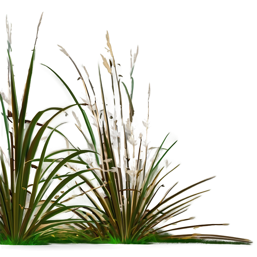 Ornamental Rush Grass Png 46