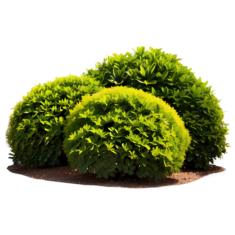 Ornamental Shrubs PNG 3 PNG image with a transparent background, free high-resolution download