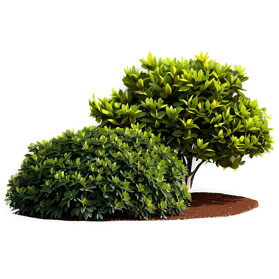 Ornamental Shrubs PNG kmi PNG image with a transparent background, free high-resolution download
