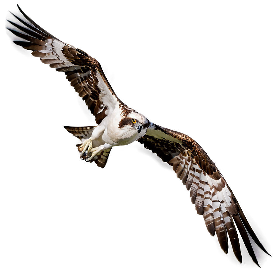 Osprey Catching Fish Png Mgh89