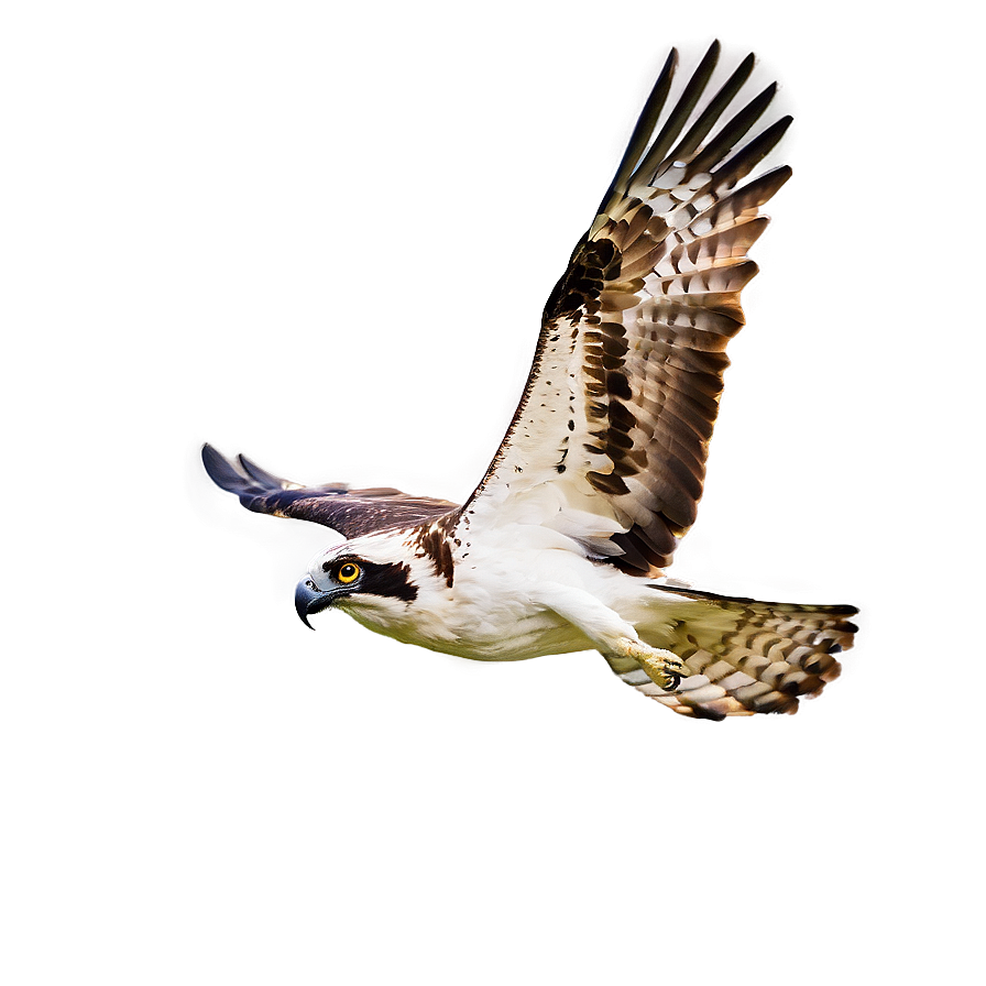 Osprey Diving At Sunset Png 33