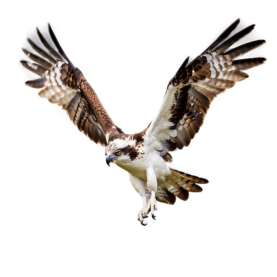 Osprey Hovering Over Water Png Qcw96