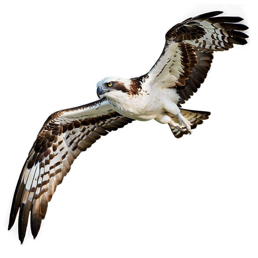 Osprey In Flight Against Moon Png 77