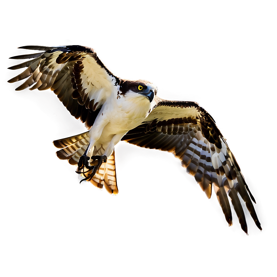 Osprey In Urban Environment Png 06292024