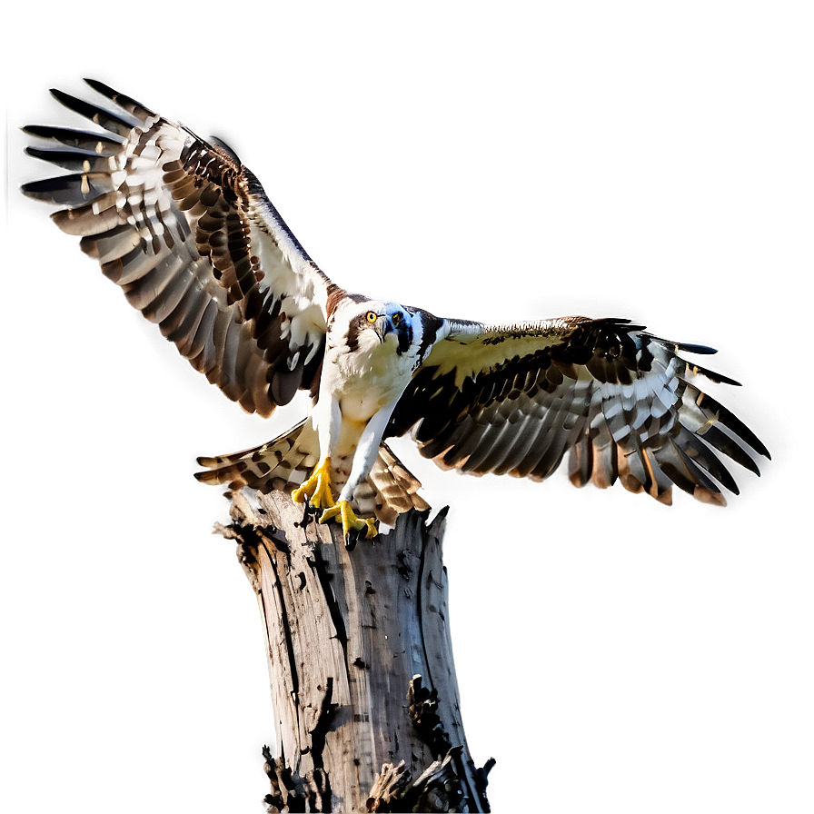 Osprey Landing On Tree Png Bdo82