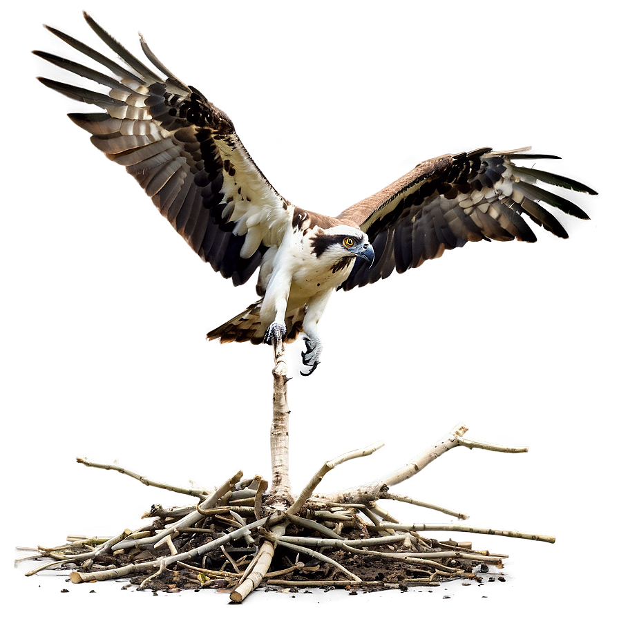 Osprey Nest Building Png Vym