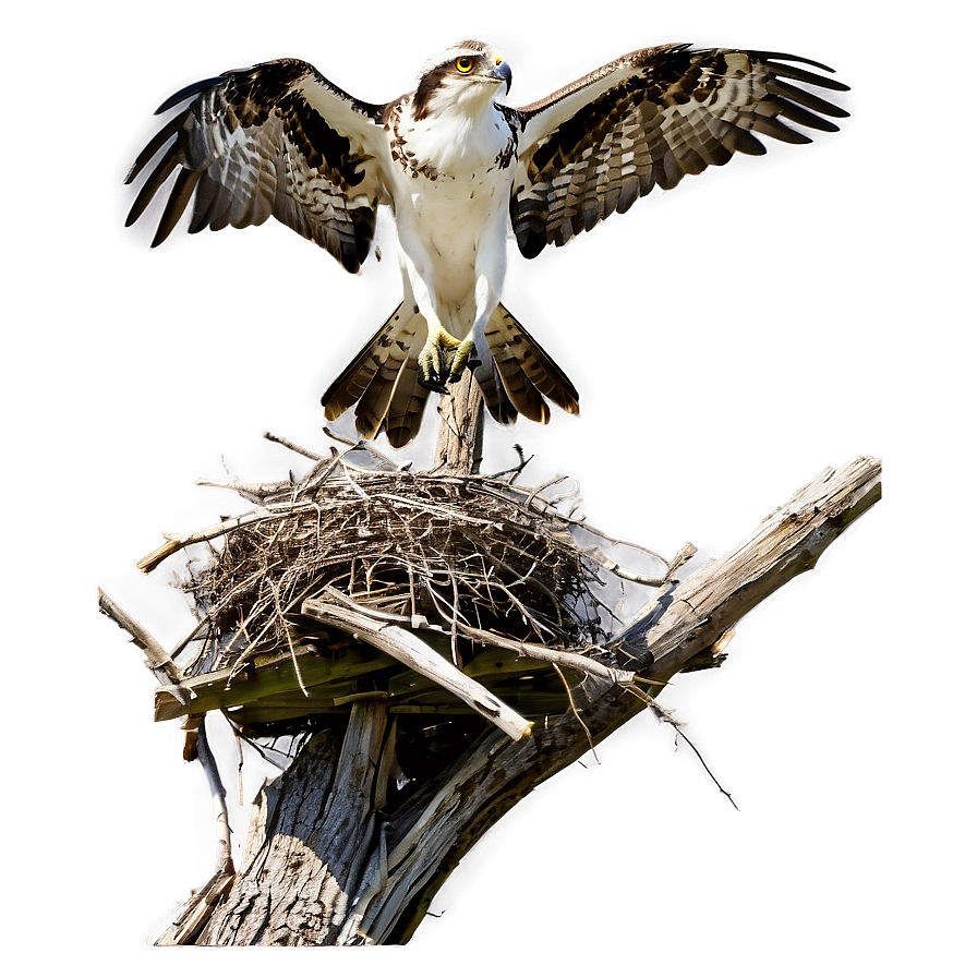 Osprey Nesting Behavior Png 3