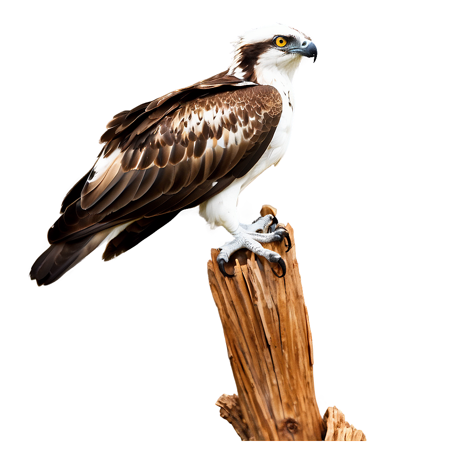 Osprey Perched On Branch Png 06292024