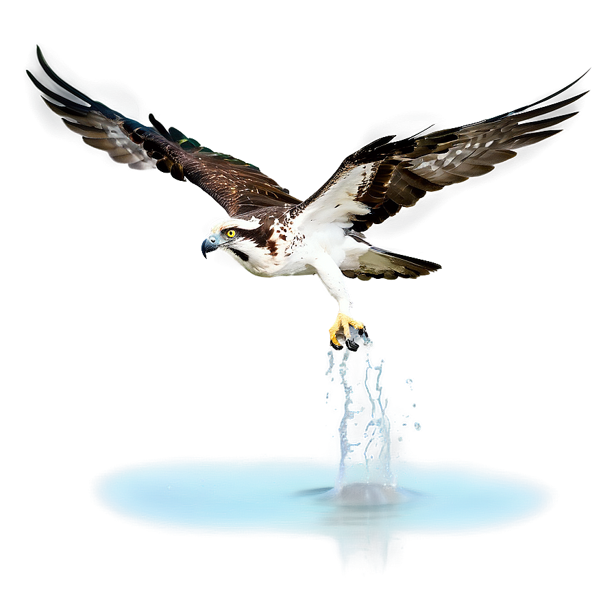 Osprey Splashing Into Water Png 40