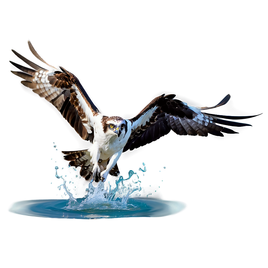 Osprey Splashing Into Water Png Eyj1