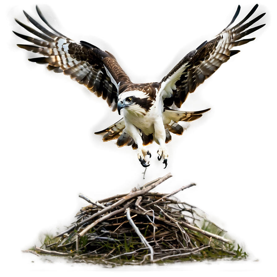 Osprey Taking Off From Nest Png 45