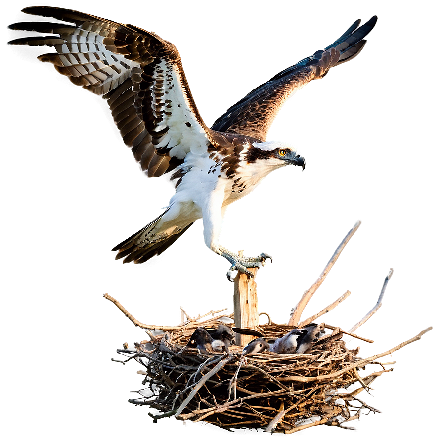 Osprey Taking Off From Nest Png Rpv46