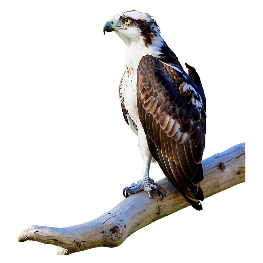 Osprey Watching From Above Png 06292024