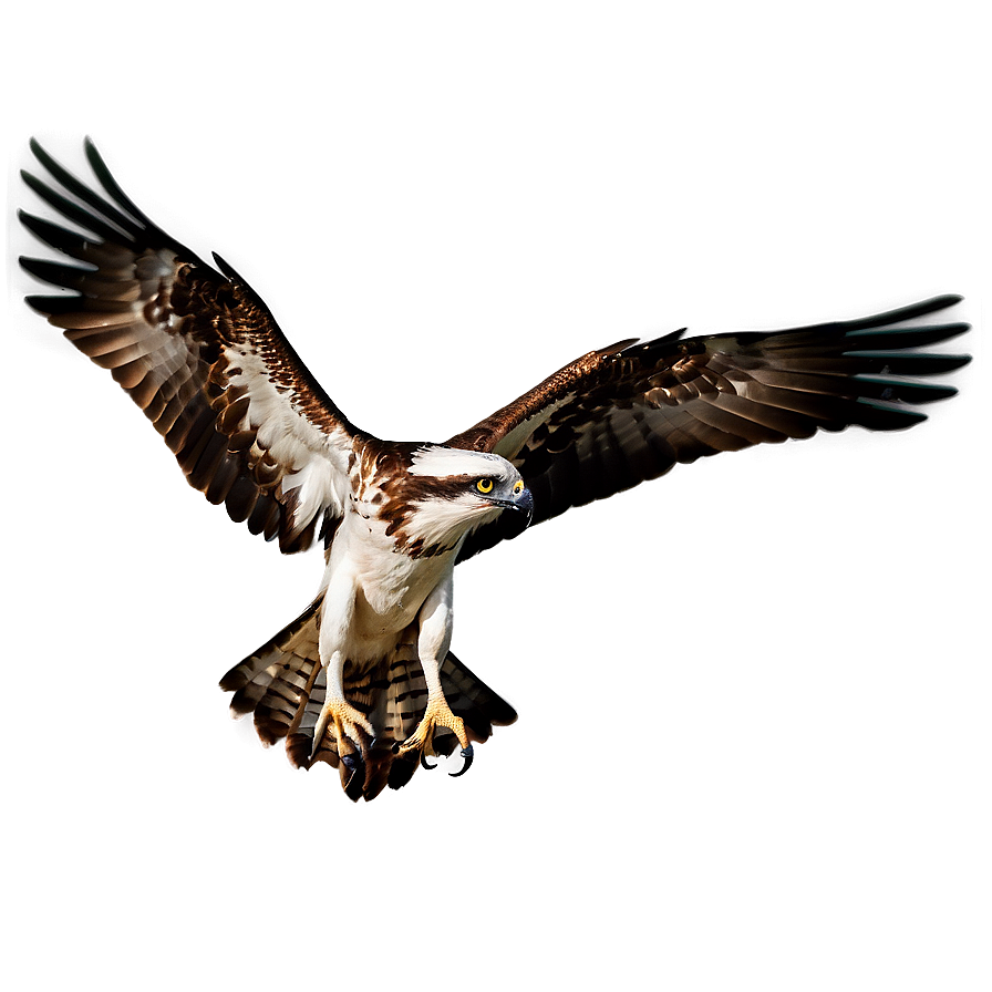 Osprey With Extended Wings Png 06292024