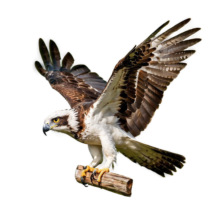 Osprey With Extended Wings Png Biy76