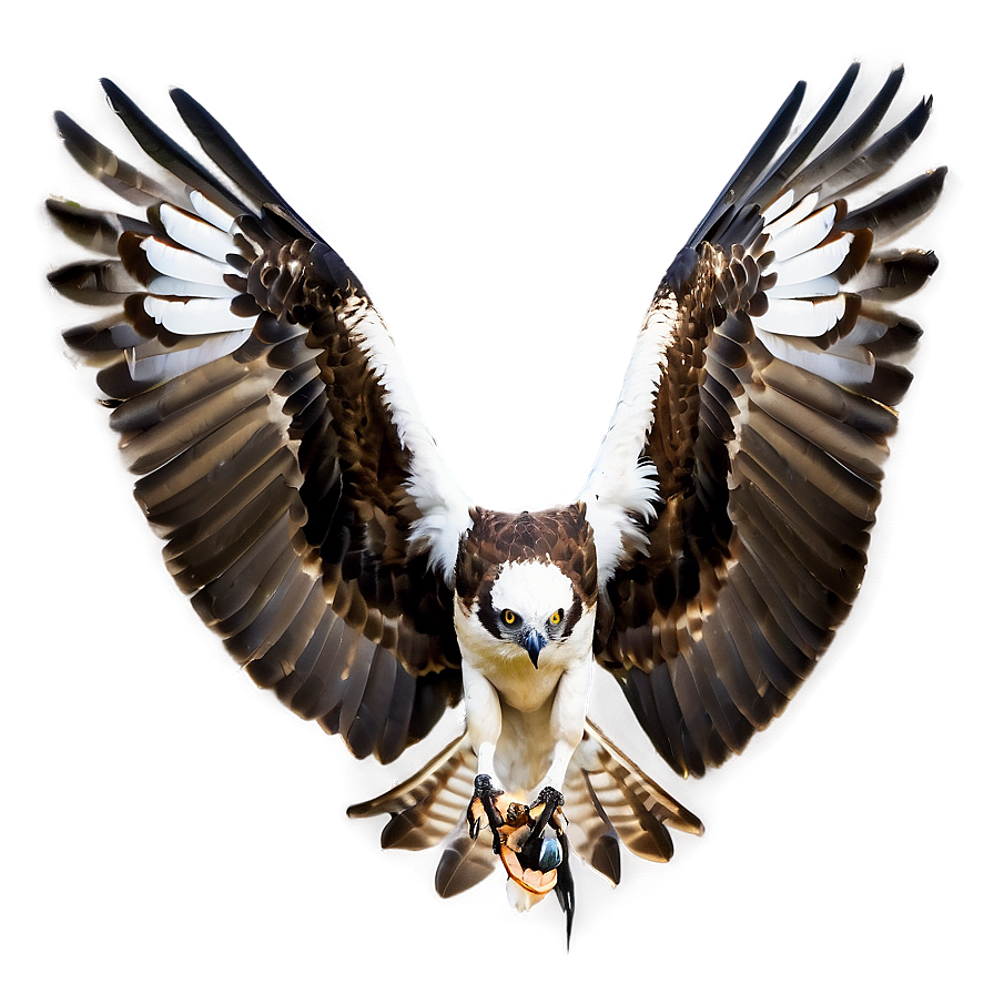 Osprey With Wings Spread Png 06292024