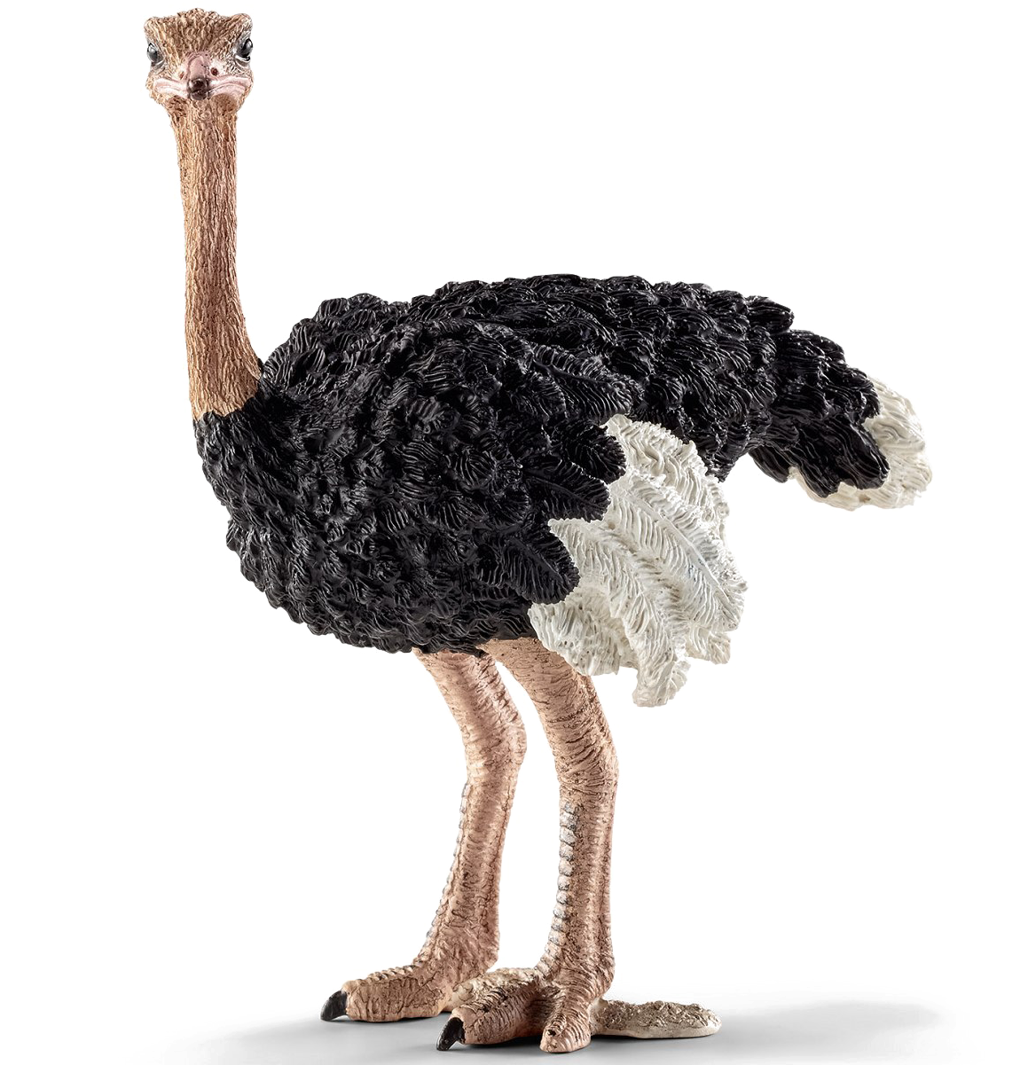 Ostrich Standing Profile