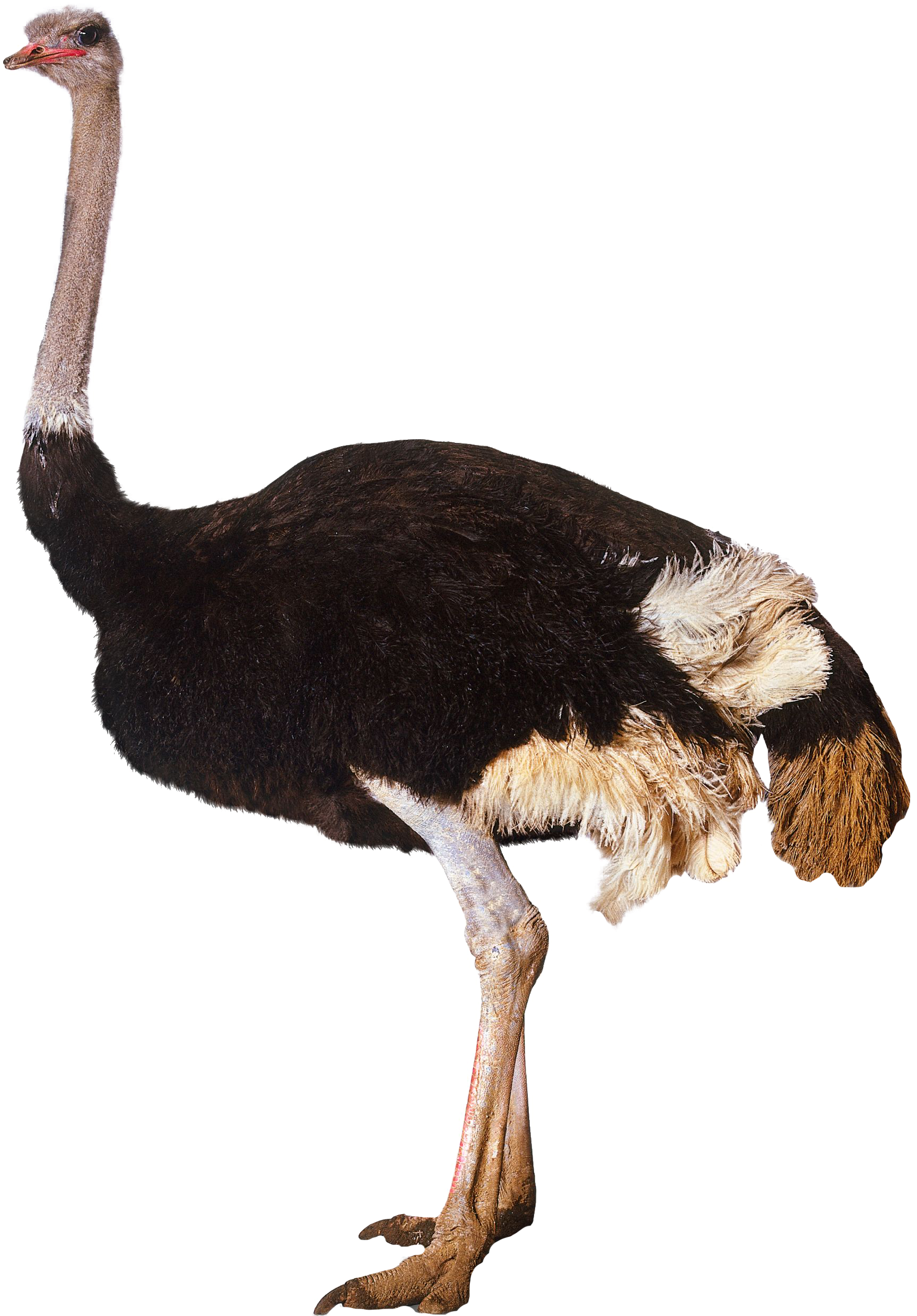 Ostrich Standing Side View.png