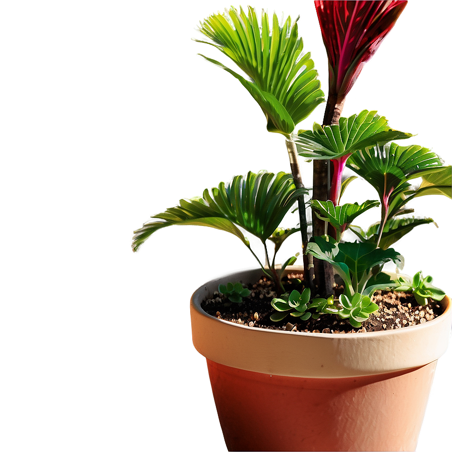 Outdoor Garden Potted Plants PNG yjp76 PNG image with a transparent background, free high-resolution download