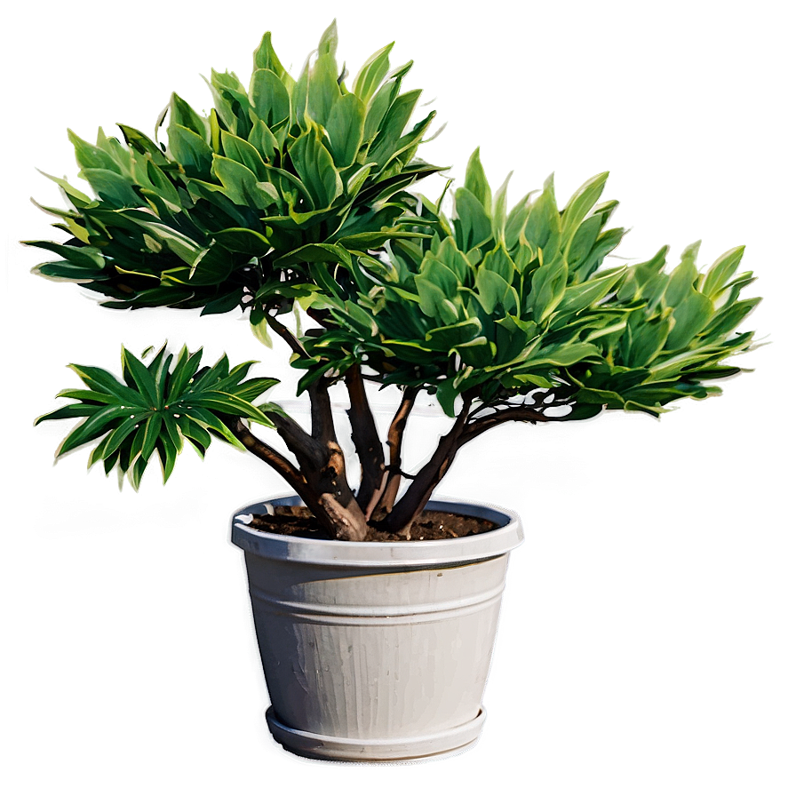 Outdoor Plant Png 35