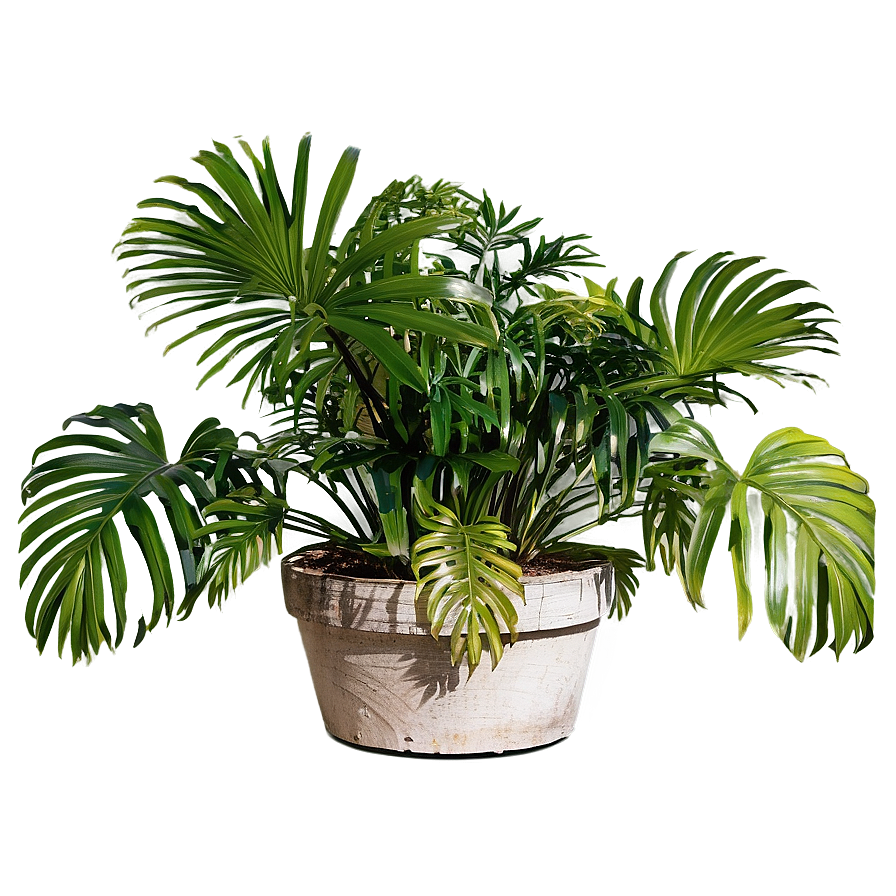 Outdoor Plants Png 21