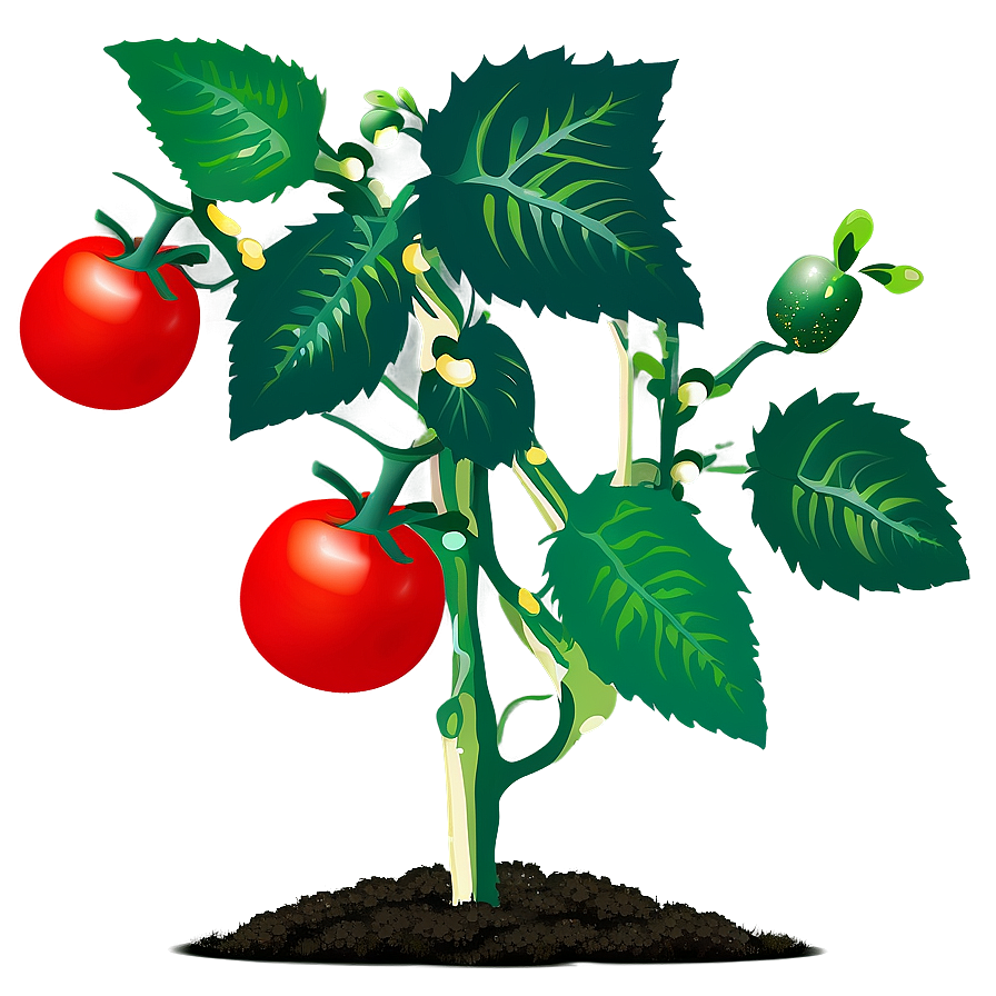 Outdoor Tomato Plant Png 06212024