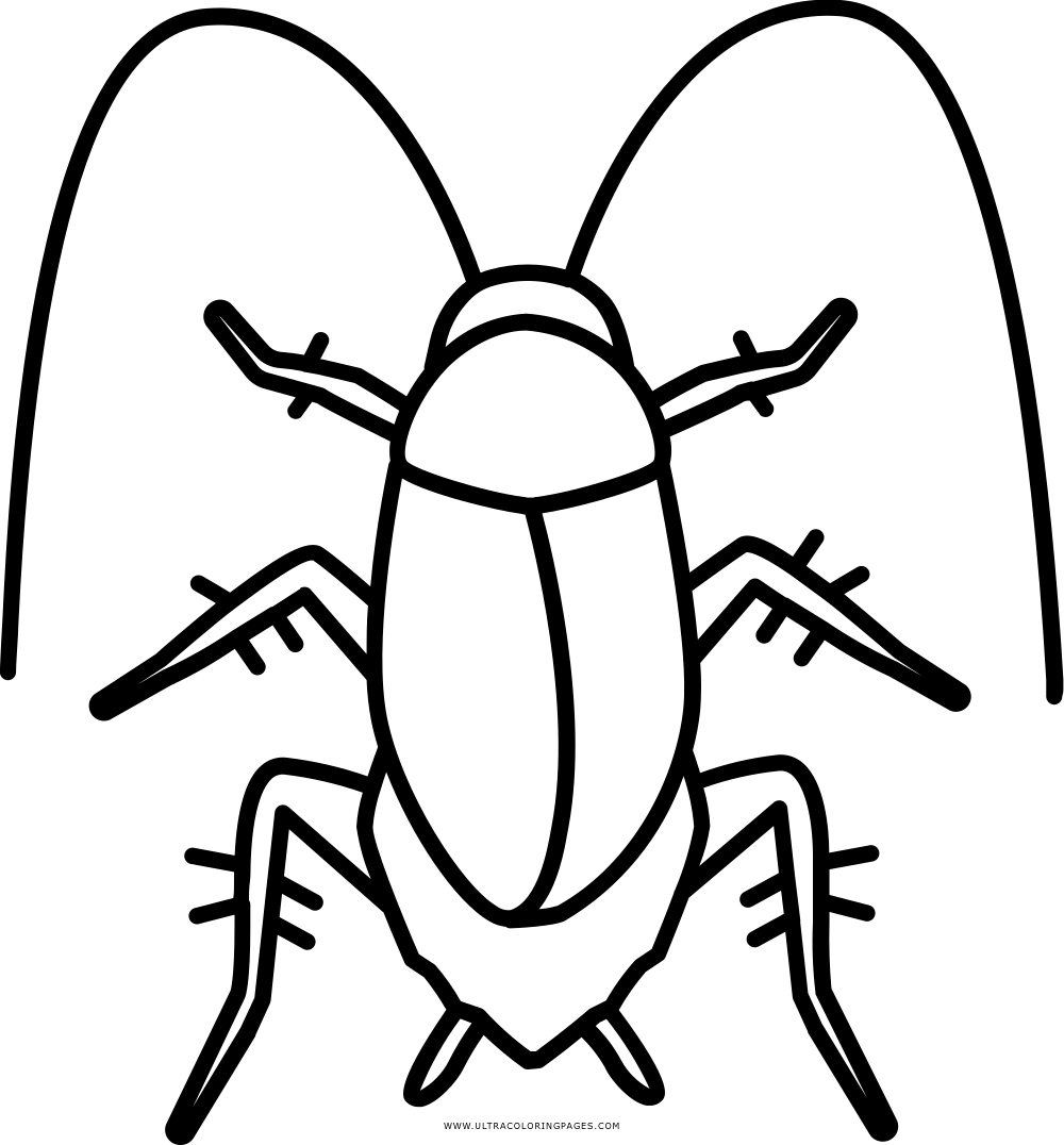Outlined Cockroach Illustration PNG image with a transparent background, free high-resolution download