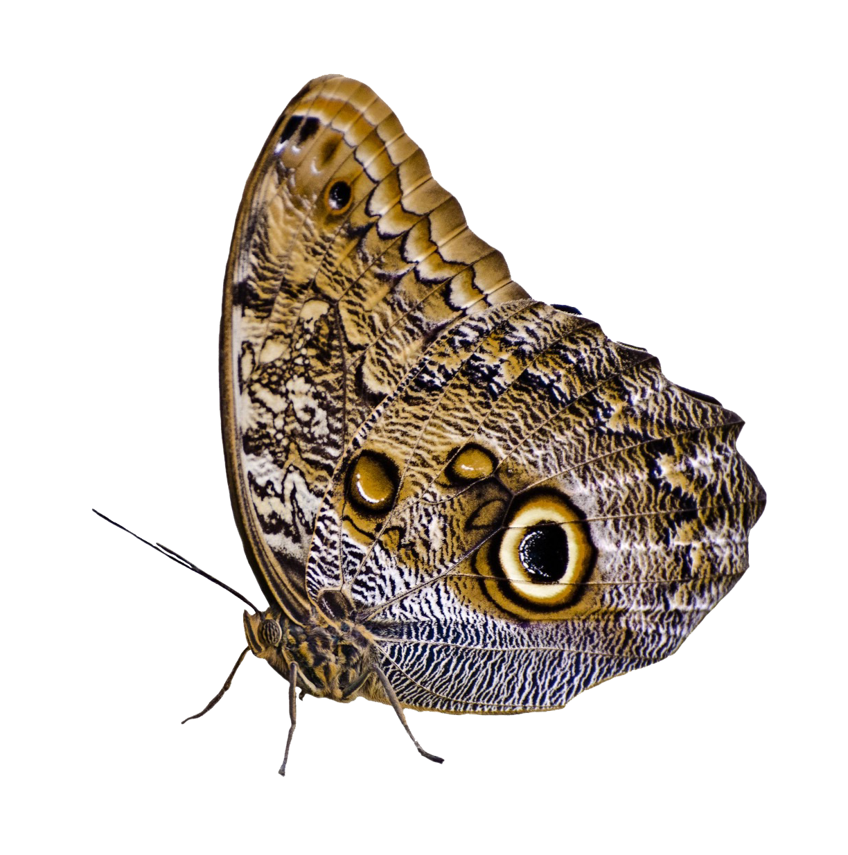 Owl Eyed Butterfly Camouflage