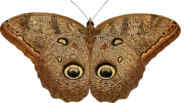 Owl Eyed Butterfly Camouflage PNG with transparent background