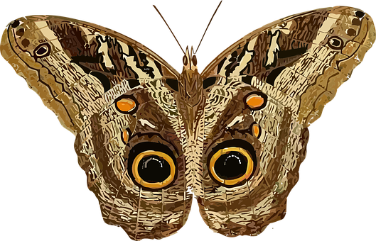 Owl Eyed Butterfly Illustration