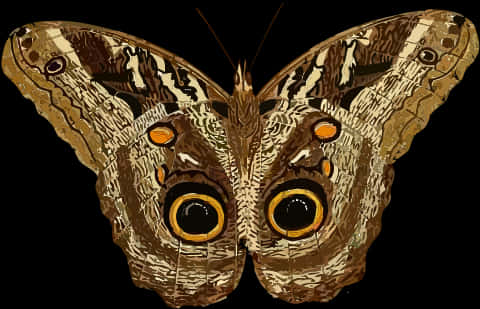 Owl Eyed Butterfly Illustration