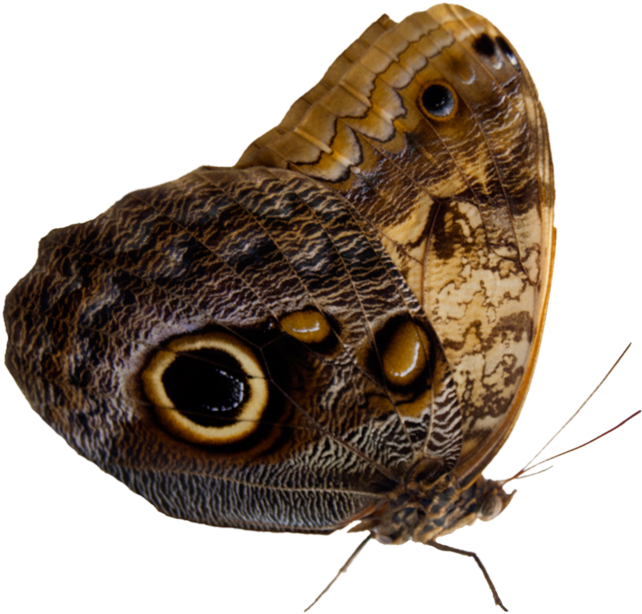 Thumb Image - Moth, HD Png Download PNG with transparent background