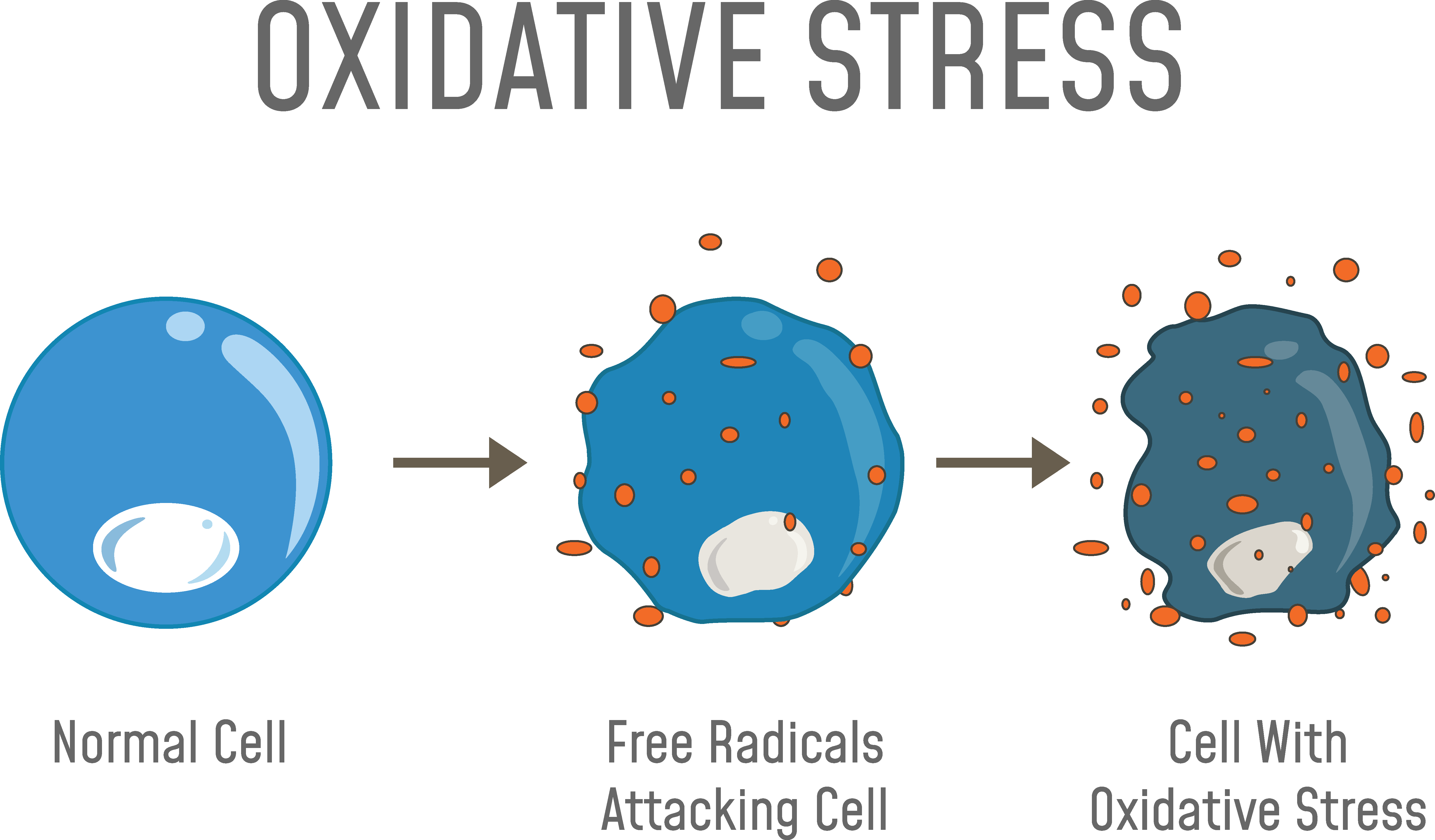 Oxidative Stress, HD Png Download PNG with transparent background