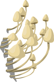 Oyster Mushroom Cluster Illustration PNG with transparent background