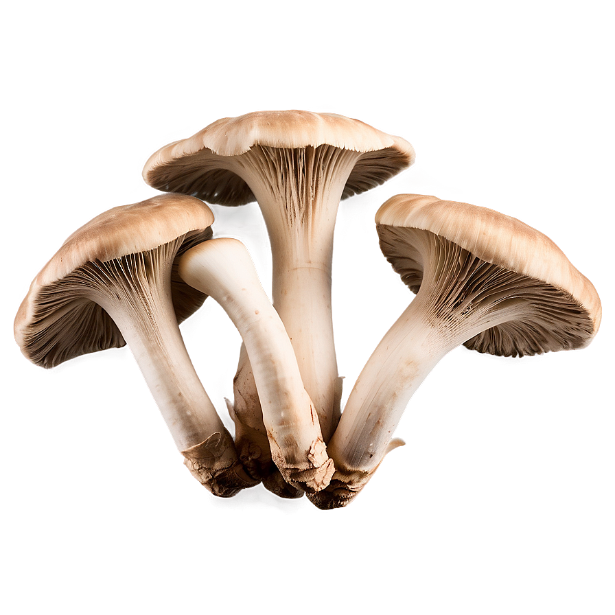 Oyster Mushrooms Png Pkk99