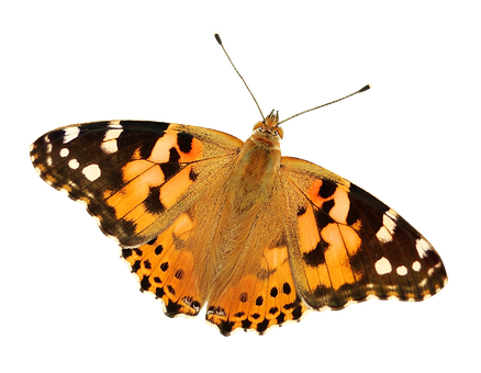 Painted Lady Butterfly Black Background