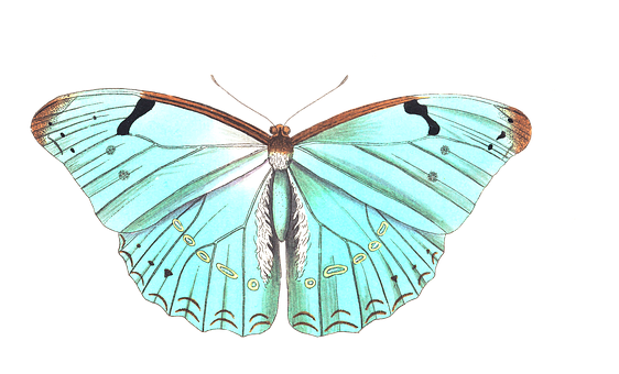 Pale Blue Butterfly Illustration