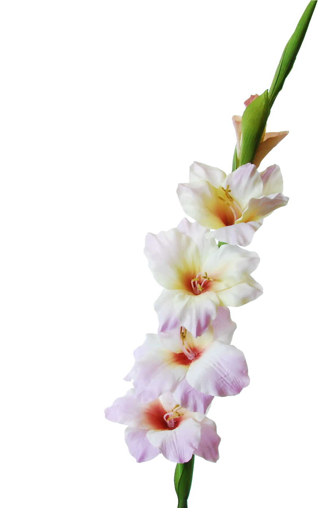 Gladiolus - Portable Network Graphics, HD Png Download PNG with transparent background