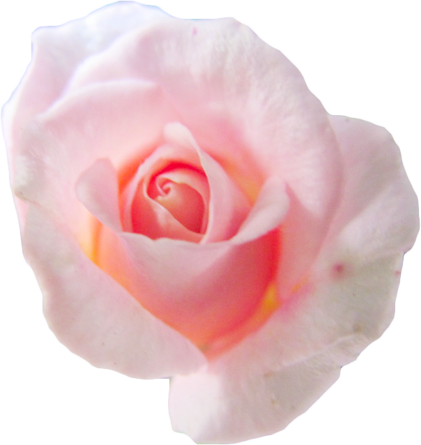 Pale Pink Rose Isolated Background