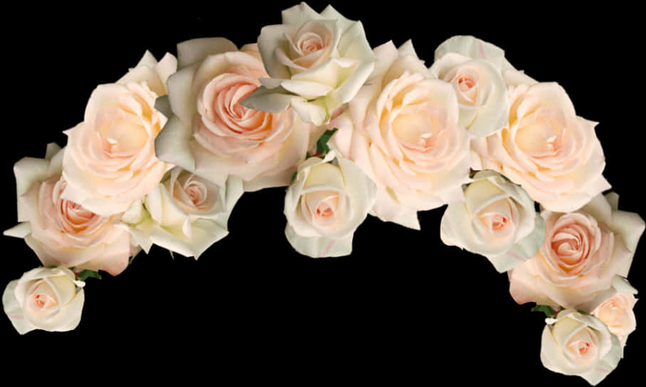 Pale Roses Against Black Background