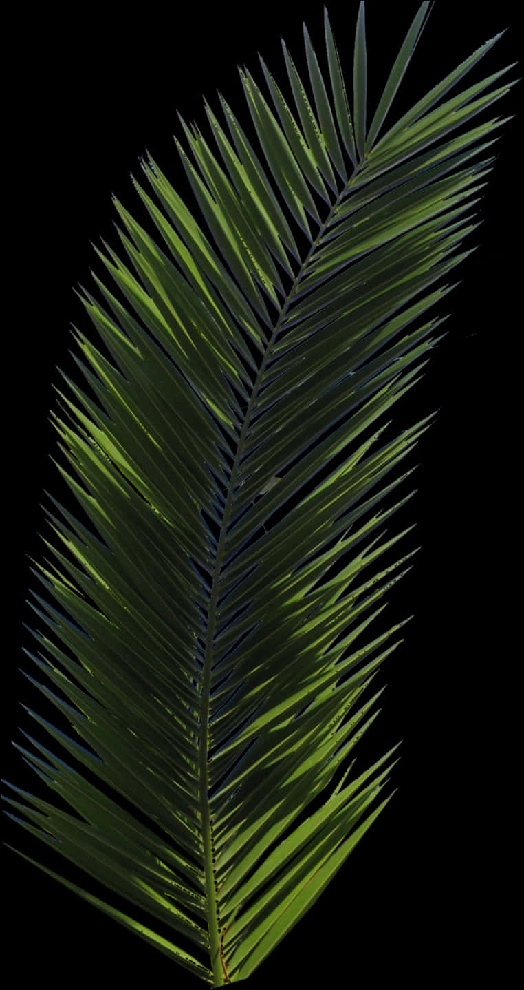 Palm Tree Png Image - Real Palm Leaf Png, Transparent Png PNG with transparent background